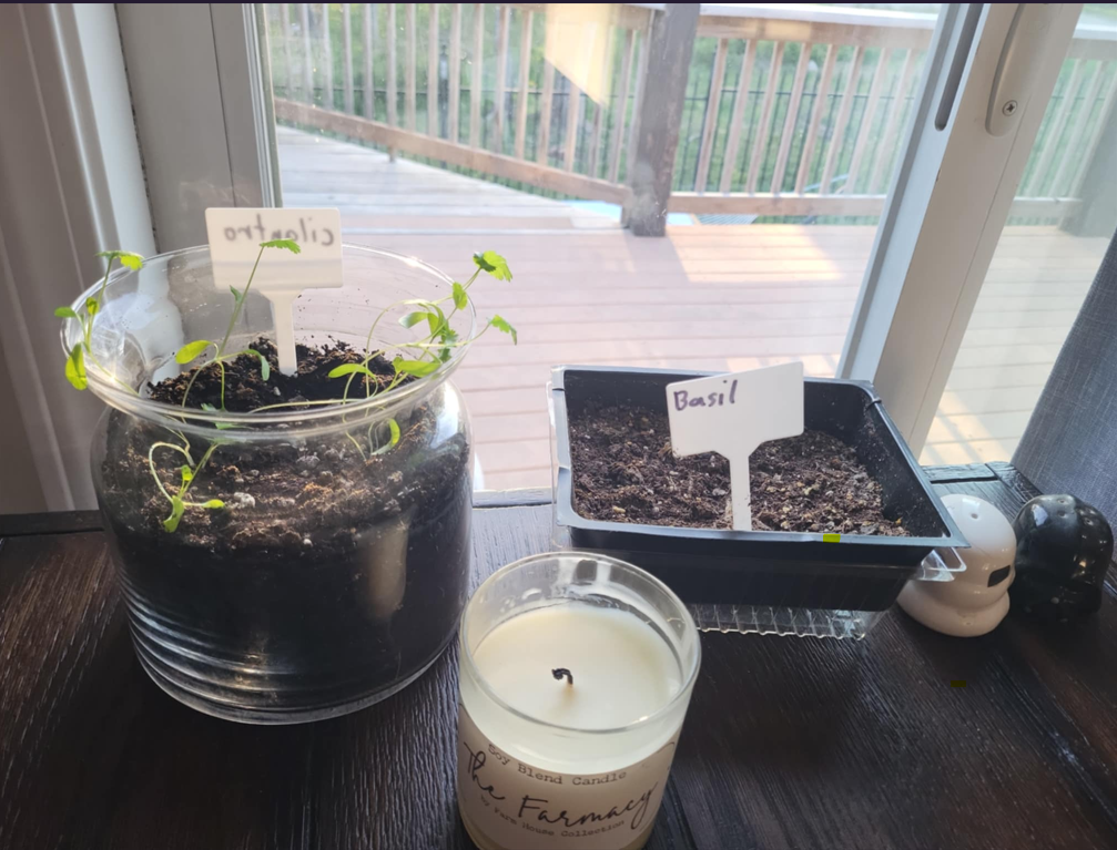 plants